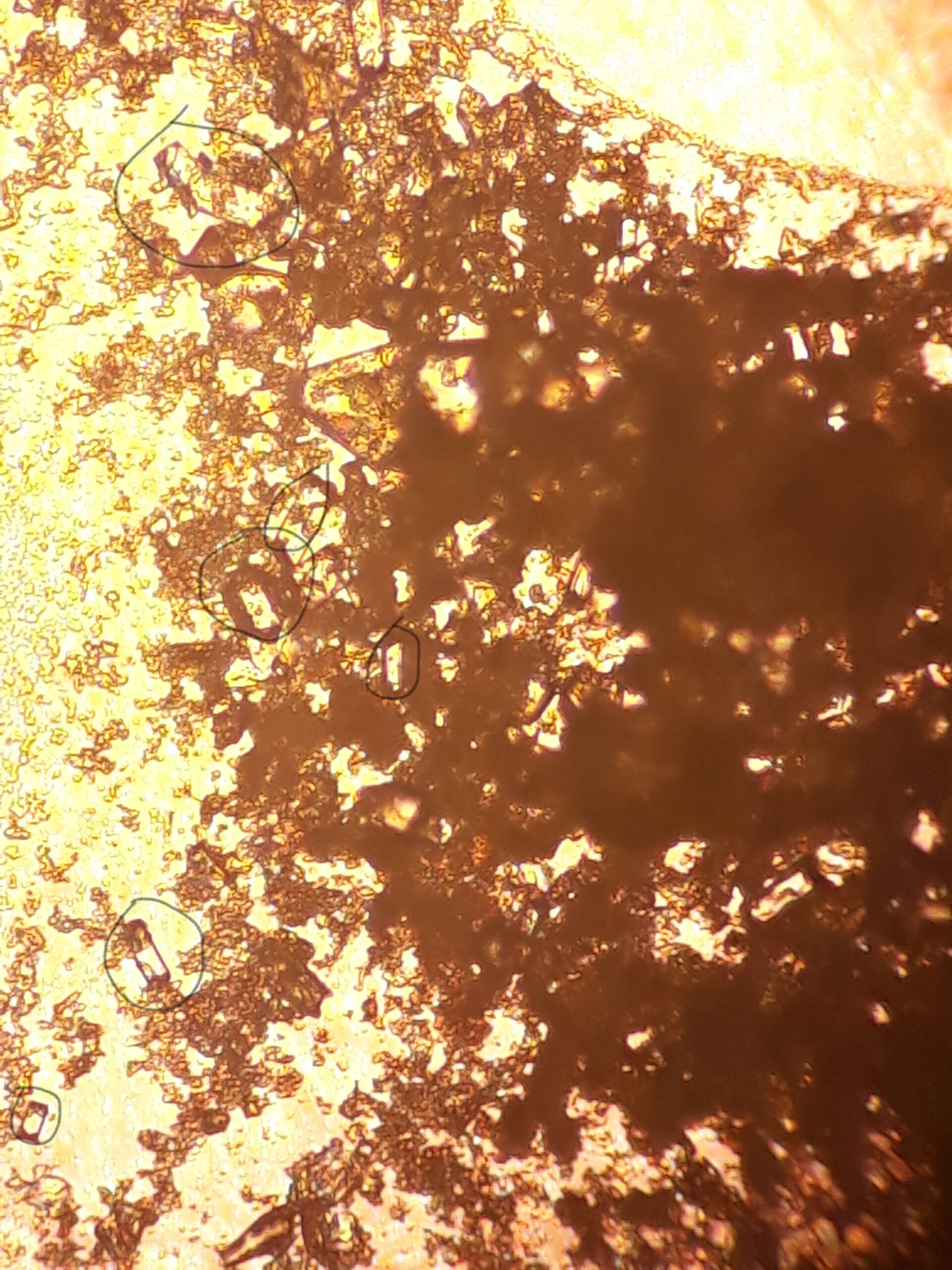 Calcium Tartrates - Lab Ampelooeniki