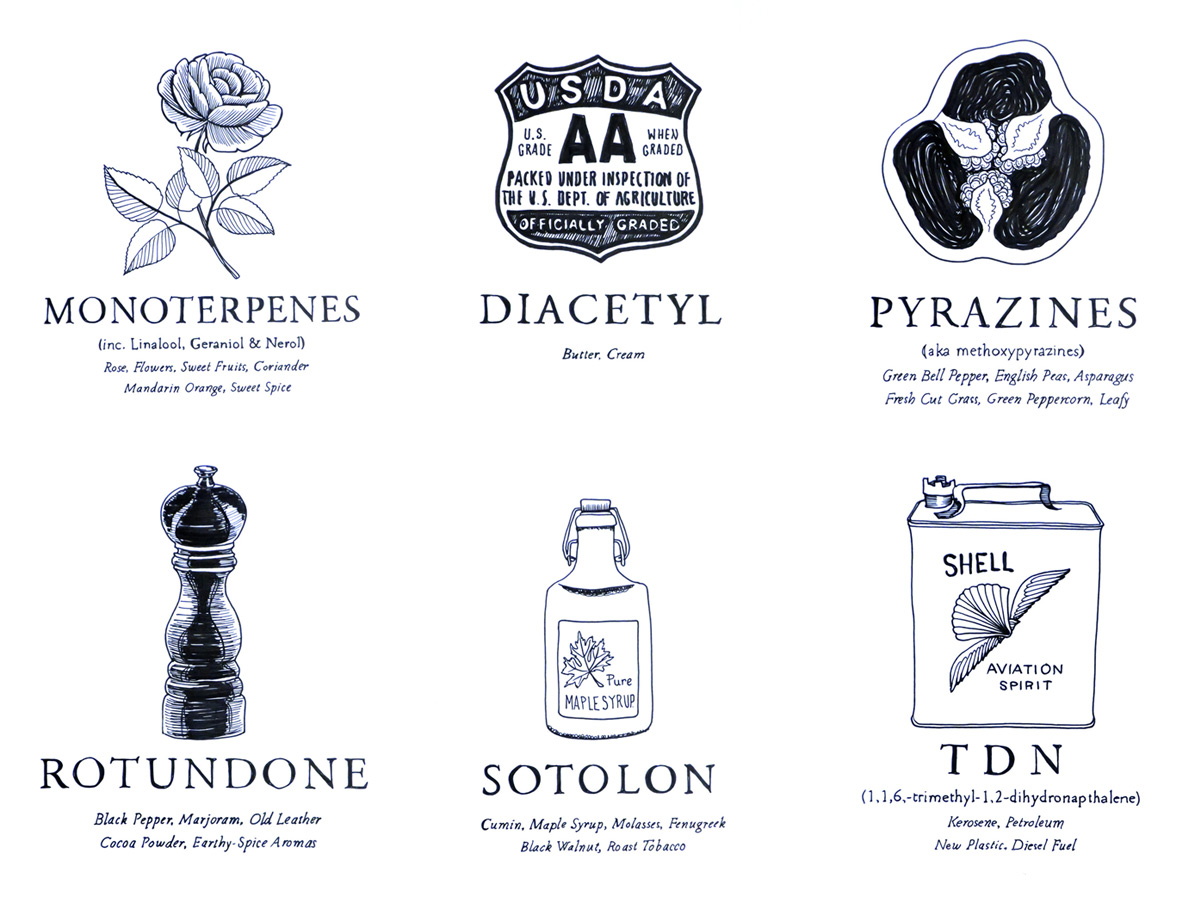 Aroma-Impact-Compounds-Wine-Folly-illustrations